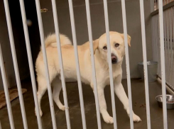 200 бездомных собак из Сочи нашли новых хозяев