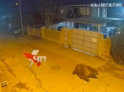 Медведь-шатун вместо спячки прогулялся по столице Абхазии