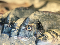 50 килограмм рыбы без документов задержали на въезде в Сочи