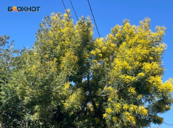 Более 400 тонн мимозы вывезли из Абхазии в Россию