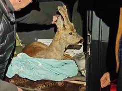 В Сочи спасли косулю, которую беспризорные собаки выгнали из леса