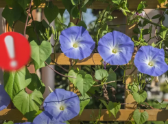  Лишением свободы может закончиться для жителей Сочи появление вьюна в клумбе