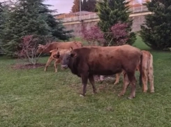 Территорию аэропорта Сочи атаковали коровы