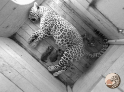 Первые кадры детёнышей сочинских леопардов Алоуса и Черри попали на видео 