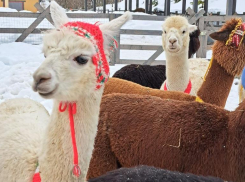 60 альпак привезли в Сочи из Европы