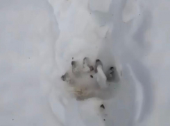 Огромный медведь оставил жуткие следы в Сочи, шокировав туристов