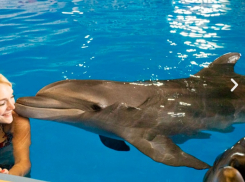 Больше десятка тысяч занятий дельфинотерапии провели в Сочи за 11 лет