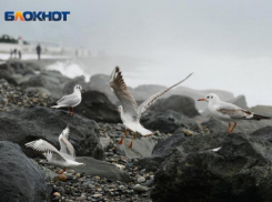 Густой туман накрыл Сочи