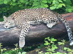 Застрелили леопарда, которого вырастили в горах Сочи