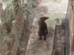 Медвежонок пришел во двор села в Сочи