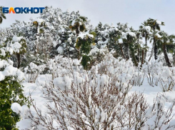В обезьяньем питомнике и парке львов Абхазии рассказали, как холода скажутся на животных