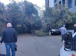 Огромный эвкалипт упал на автомобили в Сочи