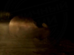 Два медведя подрались прямо на дороге в Сочи