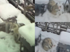  В Сочи «Ласточка» сбила волка, которого теперь некому спасти