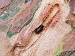 Ученые выяснили, почему в Сочи массово гибнут деревья