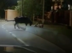 Ещё 2 человека пострадали от агрессивной коровы в Сочи