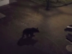 Медведь пришел в этнопарк «Моя Россия» в Сочи