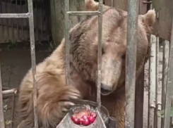 Чистая клетка и душ появились после общественного резонанса у медведя, которого содержат в санатории Абхазии