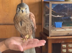 Ослабевшего ручного сокола спасли в Сочи