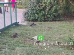 В орнитологическом парке Сочи развелись крысы