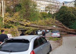 Шквалистый ветер повалил несколько деревьев в Сочи 