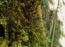 Редкий краснокнижный мох обнаружили в Сочи