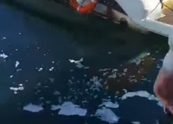 В морском порту Сочи наносят значительный ущерб экологии