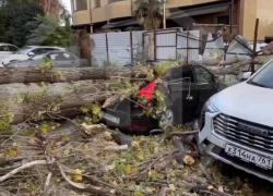 Гигантское дерево раздавило два припаркованных автомобиля в Сочи