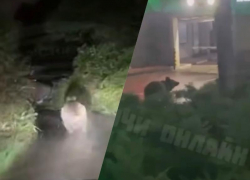 Медведи продолжают бегать по улицам в разных районах Сочи