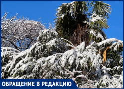 «Она не может под снегом быть»: в Сочи после снегопада замерзает цветущая мимоза 