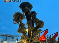 История 1000-летнего оливкового дерева, высаженного на набережной в Сочи
