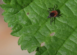 Клещи активизировались в Сочи