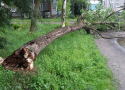 Падали деревья...
