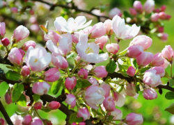 Расцветали яблони и груши