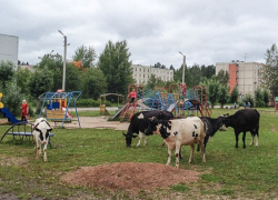 Чью человеческую жизнь спас теленок