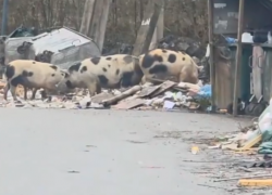 Свиньи едят мусор, а люди свиней: в Сочи появилась своя пищевая цепочка