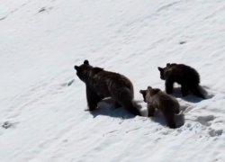 Прогулка медведицы с детенышами по горам Сочи попала на видео
