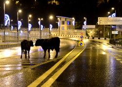 В Сочи не хотят делать корову священной