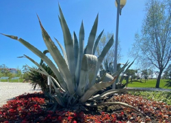 Доброе утро, Сочи 