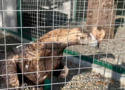 Самка орлана, спасенная из сафари-парка Сочи, снесла три яйца 