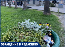 «Каждая клумба в окурках»: туристка в ужасе от безразличных сочинцев