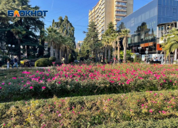 213 тысяч цветов высадят в Сочи