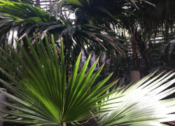 В Сочи гибнет лес. Жители бьют тревогу 