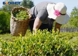 Территории чайных плантаций в Сочи увеличат в два раза