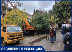 Житель Сочи рассказал о бездействии УК, которая не может ликвидировать аварийные деревья 