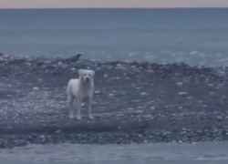 Люди наблюдали и улыбались, но не помогли: бездомного пса едва не унесло в открытое море в Сочи
