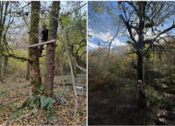 Ловушки браконьеров на медведей нашли в Сочинском нацпарке