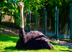 В сочинском «Дендрарии» скончался страус из-за проблем с сердцем 