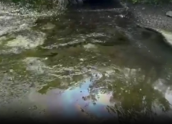 После вмешательства Бастрыкина нашли виновника гибели живности в реке Сочи