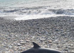 На пляже в Сочи отдыхающие обнаружили мертвого дельфина